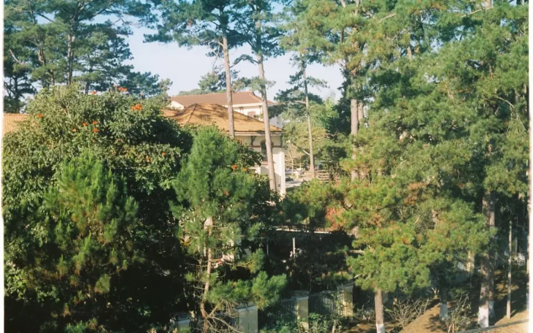 Home behind tall evergreen trees in Duvall, WA